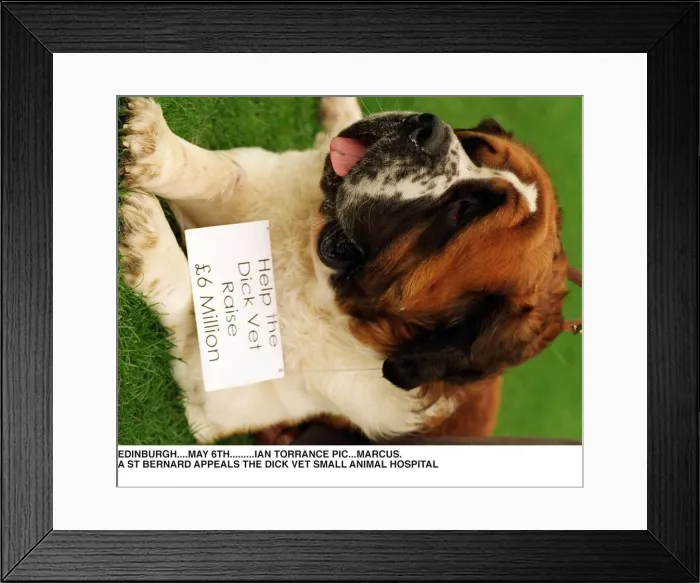 Framed Print : Dick Veterinary Small Animal Hospital Marcus a St Bernard dog helps in fund raising