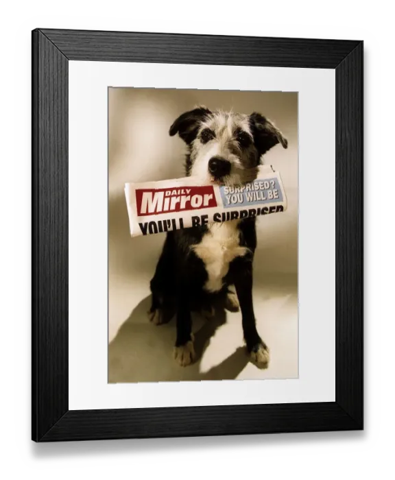 Framed Print : Animals Dogs Daily Mirror Framed Print : Animals Dogs Daily Mirror