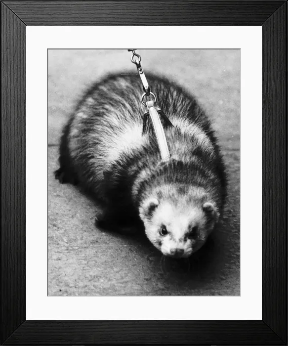 Framed Print : Pole cat named Freddie going on a walk