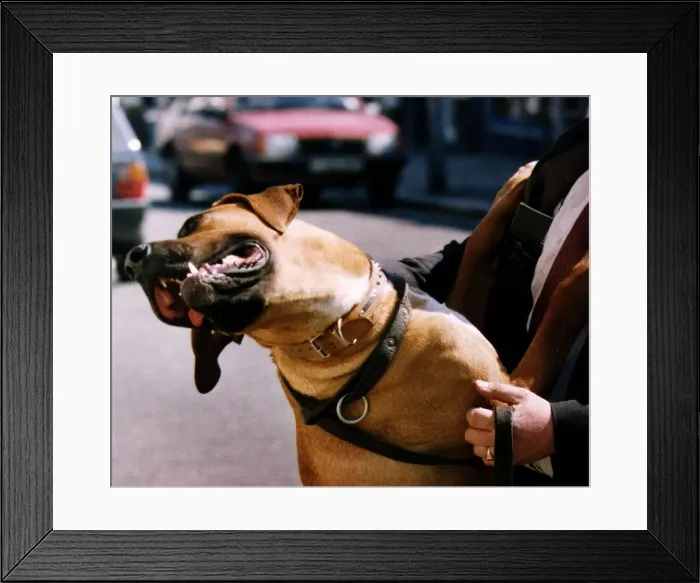 Framed Print : Animals Dogs Tosa Framed Print : Animals Dogs Tosa