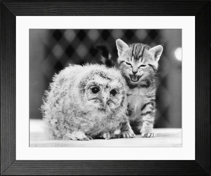 Framed Print : The baby tawny owl has lost his mother and was brought into the Surrey Bird Rescue Framed Print : The baby tawny owl has lost his mother and was brought into the Surrey Bird Rescue