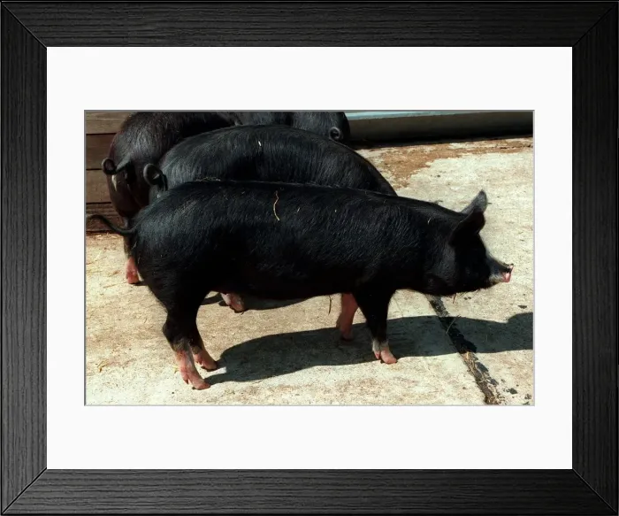 Framed Print : Animals Pigs Berkshire Pig at Aldenham Country Park DBase