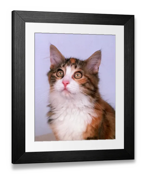 Framed Print : Cats Mainecoon America Kitten DBase Framed Print : Cats Mainecoon America Kitten DBase