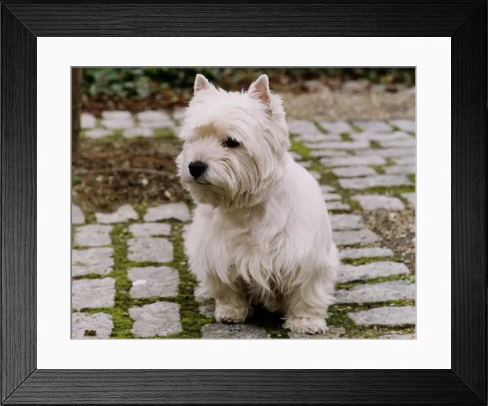 Framed Print : Animals Dogs Scottish Terrier Dbase A©Mirrorpix