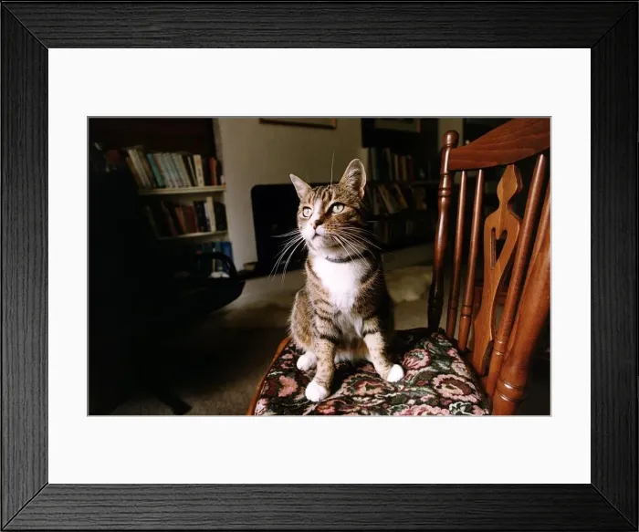 Framed Print : Animals Cats Frank that goes with the sale of the flat DBase