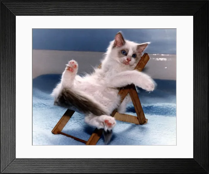 Framed Print : Animals Cats DBase A©Mirrorpix Framed Print : Animals Cats DBase A©Mirrorpix