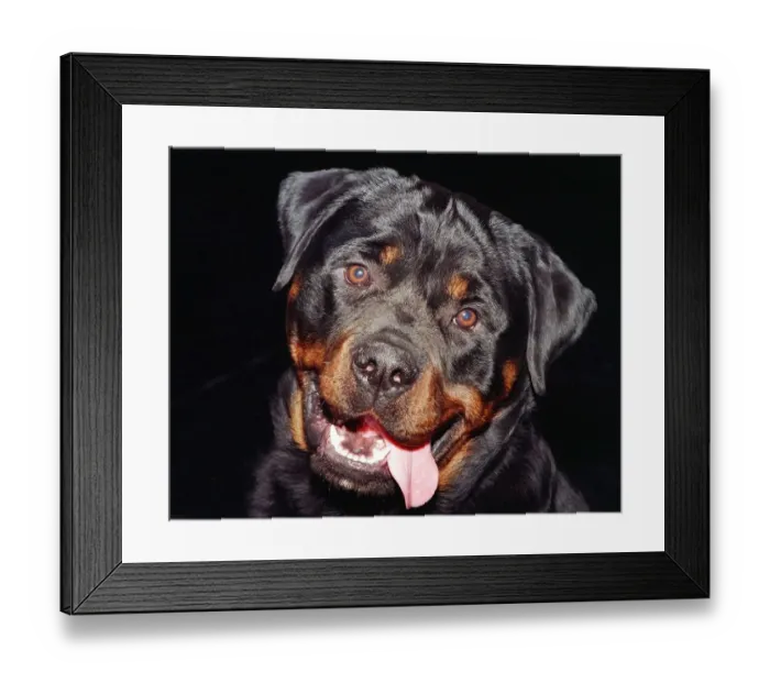 Framed Print : Dogs Rottweiler Crufts 1998 Framed Print : Dogs Rottweiler Crufts 1998
