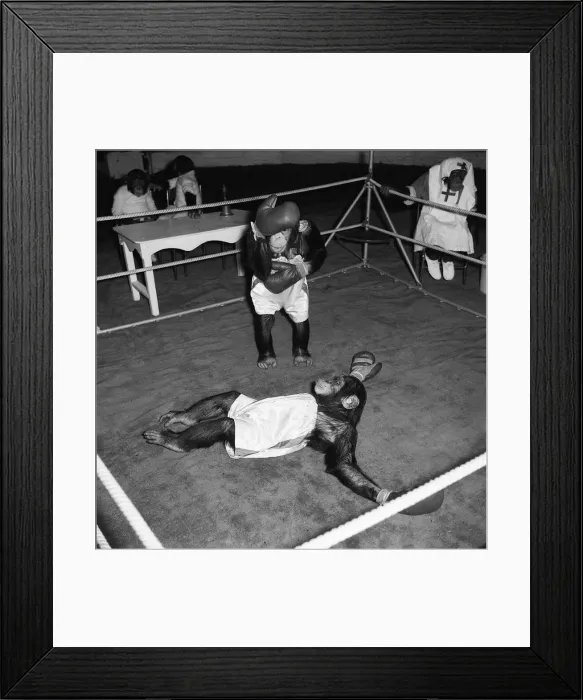 Framed Print : Chimps boxing match at Bertram Mills Circus 1955 aniimals unusual Framed Print : Chimps boxing match at Bertram Mills Circus 1955 aniimals unusual