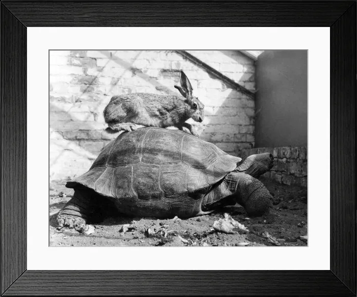 : Hare and Tortoise December 1962 Harold the Hare : Hare and Tortoise December 1962 Harold the Hare