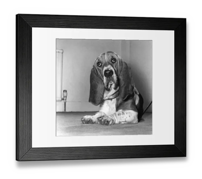 : The hang dog expression says it all for Mildred : The hang dog expression says it all for Mildred