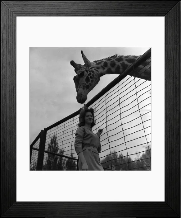 Framed Print : Giraffe called George May 1963 at Chester Zoo Irene Green with Giraffe Framed Print : Giraffe called George May 1963 at Chester Zoo Irene Green with Giraffe