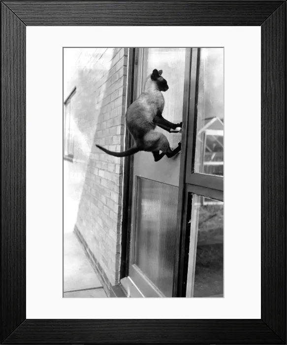 Framed Print : Siamese cat attempts to open front door of house with paws Framed Print : Siamese cat attempts to open front door of house with paws