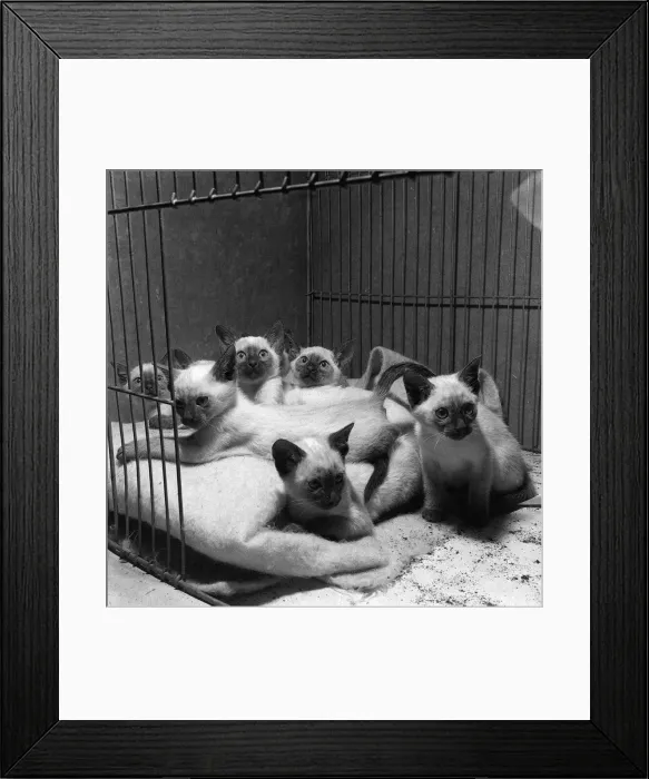 Framed Print : Cats and Kittens in their show cages at the 1958 National Cat Show at Olympia