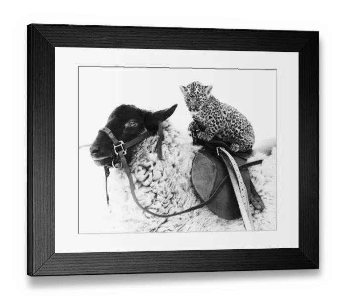 Framed Print : Lady Jane the sheep who is tame enough to give children rides is giving a ride to a baby