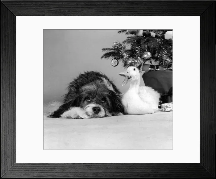 : Pippin the mongrel dog and Florence the duck sitting under a Christmas tree : Pippin the mongrel dog and Florence the duck sitting under a Christmas tree