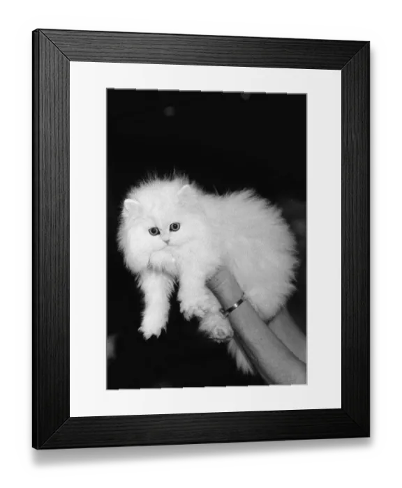 Framed Print : The National Cat Club Championship Show 1984 at Olympia