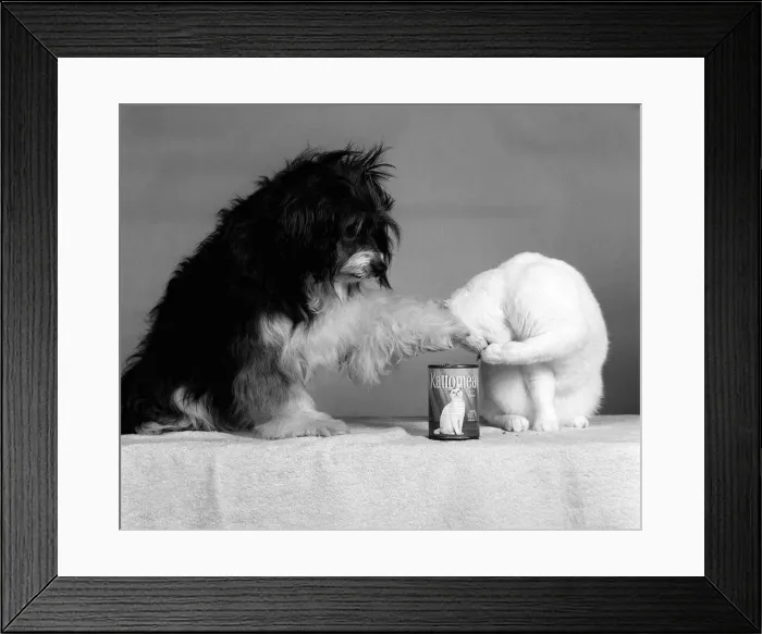 Framed Print : Pippin the Mongrel Dog with Cat and Kattomeat Aug 1987 Pippin has become one of Framed Print : Pippin the Mongrel Dog with Cat and Kattomeat Aug 1987 Pippin has become one of