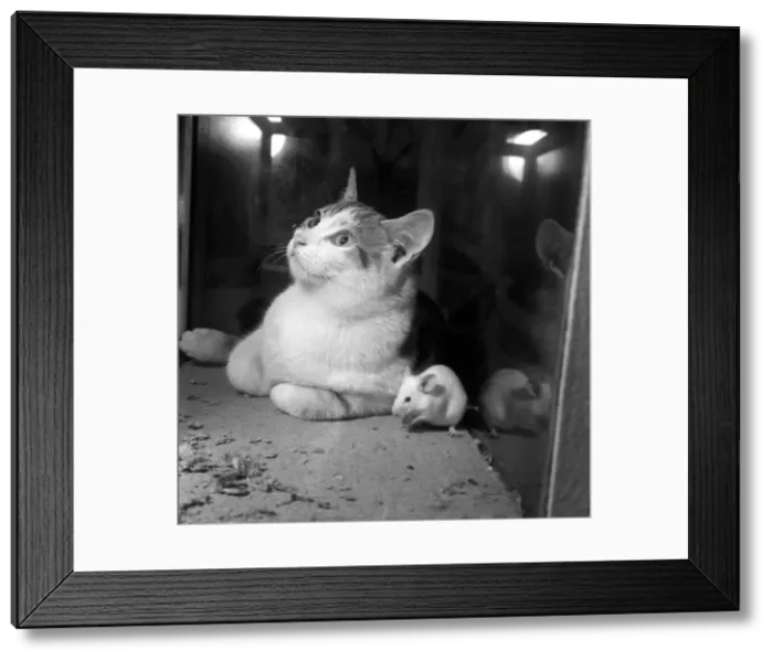Framed Print : National Cage Bird Exhibition 1958 at Olympia This cat is more than happy to sit Framed Print : National Cage Bird Exhibition 1958 at Olympia This cat is more than happy to sit