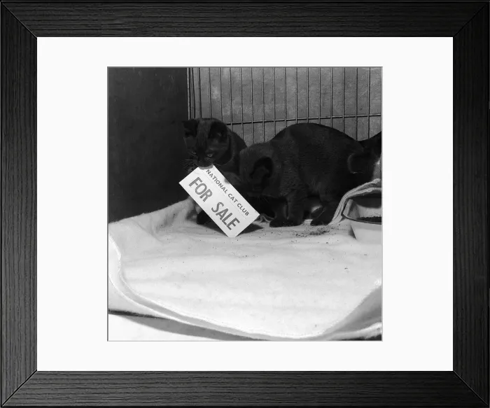 Framed Print : Cats and Kittens in their show cages at the 1958 National Cat Show at Olympia
