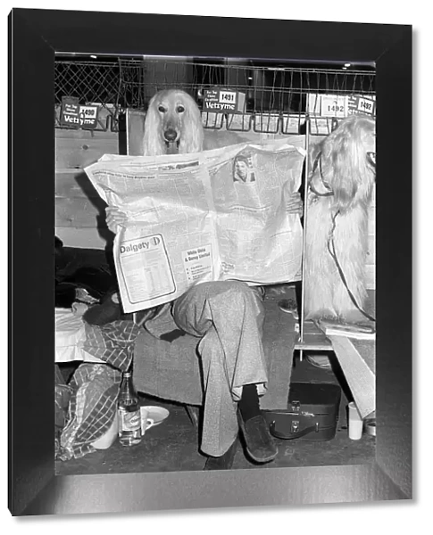 Crufts Dog Show. A dog looks over the top of its owners newspaper Despite