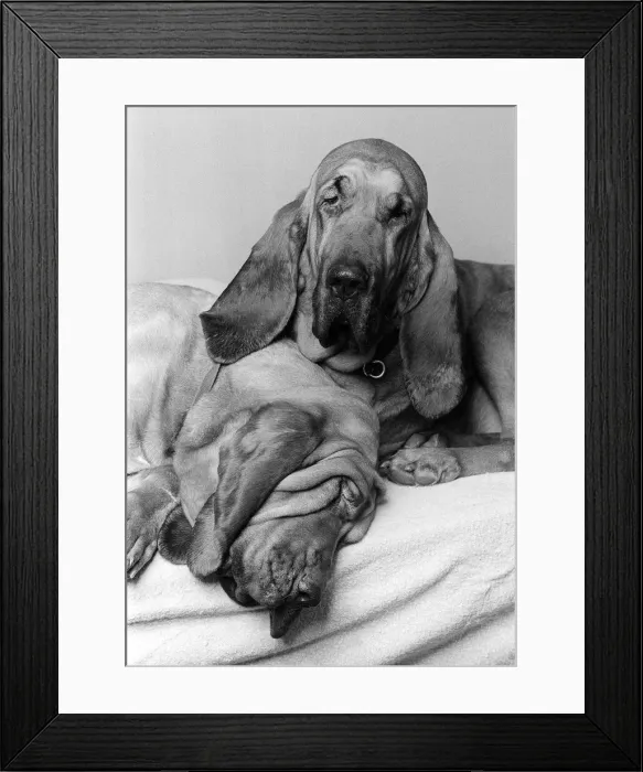 Framed Print : Dogs Bloodhounds Feb 1976 Henry 5 years old with 2 year old Saint Framed Print : Dogs Bloodhounds Feb 1976 Henry 5 years old with 2 year old Saint