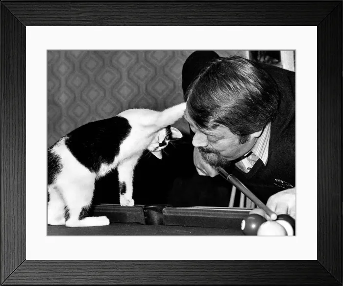 Framed Print : Cat plays pool snooker stands on table circa 1973 Framed Print : Cat plays pool snooker stands on table circa 1973