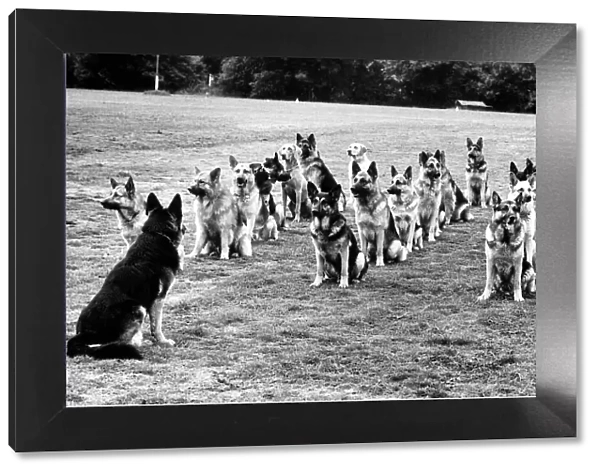 Animals Dogs Police Dog Parade January 1972 Photography Competitions Rothmans