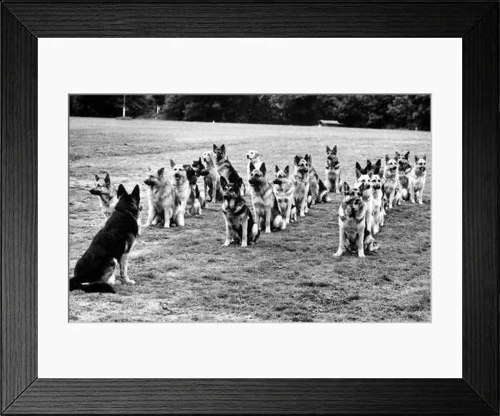Framed Print : Animals Dogs Police Dog Parade January 1972 Photography Competitions Rothmans Framed Print : Animals Dogs Police Dog Parade January 1972 Photography Competitions Rothmans