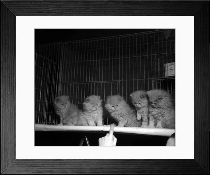 Framed Print : Kittens in their show cages at the 1951 National Cat Show at Olympia Framed Print : Kittens in their show cages at the 1951 National Cat Show at Olympia