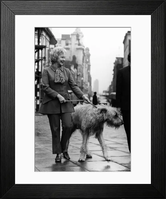 Framed Print : Googie Withers actress with irish wolfhound kerry Framed Print : Googie Withers actress with irish wolfhound kerry