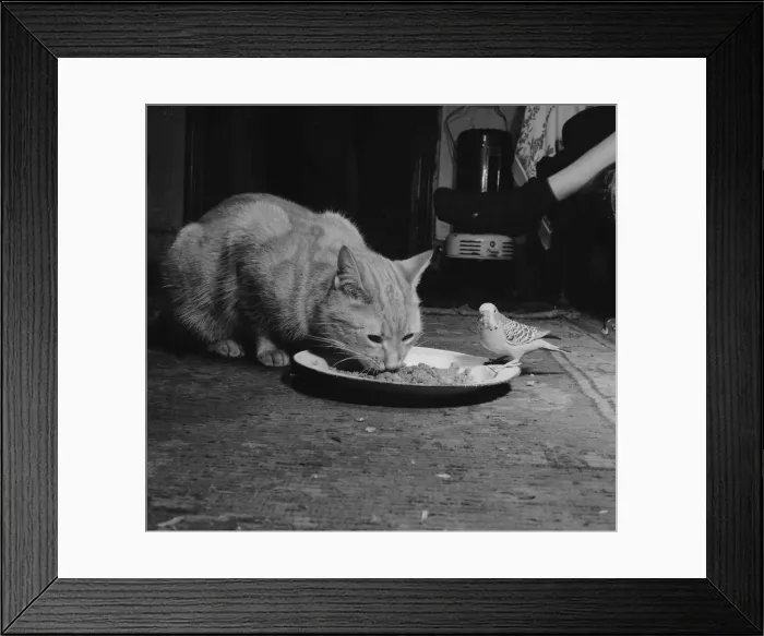 Framed Print : Birds Budgies January 1955 Tiger the tabby cat sharing his food with Jimmy