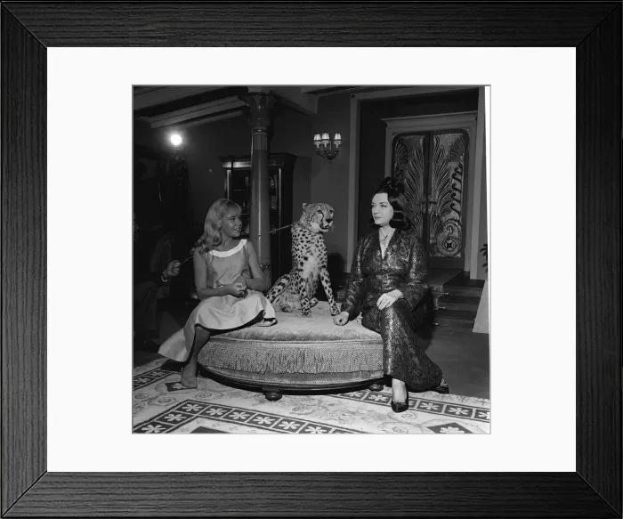 Framed Print : Actress Hayley Mills November 1963 with cheetah Framed Print : Actress Hayley Mills November 1963 with cheetah