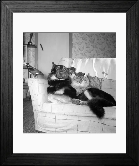 Framed Print : National Cage Bird Exhibition 1961 Olympia Harry Boy the Minah bird at home with Framed Print : National Cage Bird Exhibition 1961 Olympia Harry Boy the Minah bird at home with