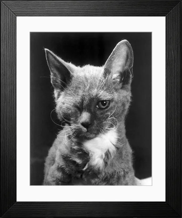 Framed Print : Winking Cat'. circa 1973 Framed Print : Winking Cat'. circa 1973