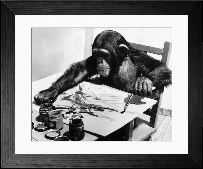 Framed Print : Congo the young chimpanzee belonging to Granada Television Network Limited is pictured Framed Print : Congo the young chimpanzee belonging to Granada Television Network Limited is pictured