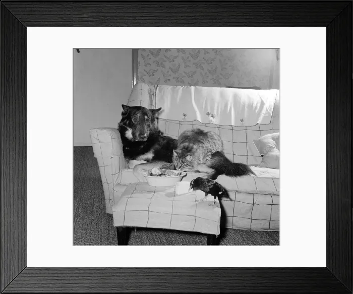 Framed Print : National Cage Bird Exhibition 1961 Olympia Harry Boy the Minah bird at home with Framed Print : National Cage Bird Exhibition 1961 Olympia Harry Boy the Minah bird at home with