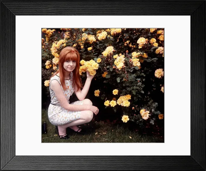 Framed Print : Singer, actress and model Jane Asher Framed Print : Singer, actress and model Jane Asher