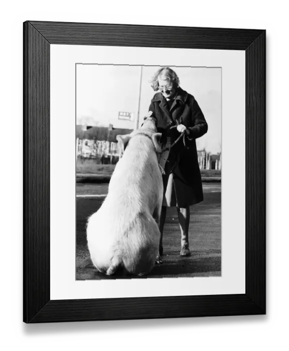 Framed Print : Barbara Woodhouse uses her animal expertise to command a 22 stone pig Framed Print : Barbara Woodhouse uses her animal expertise to command a 22 stone pig