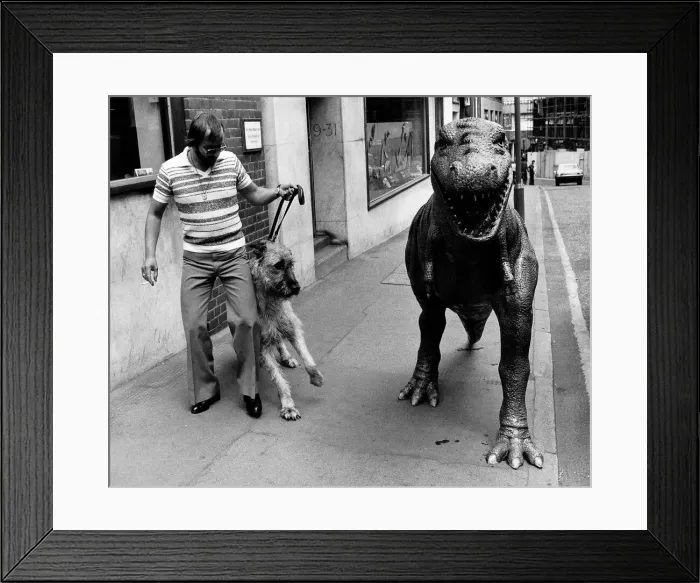 Framed Print : Models Animals Dinosaurs Tyrannosaurus Rex scares an Irish Wolfhound dog walking down Framed Print : Models Animals Dinosaurs Tyrannosaurus Rex scares an Irish Wolfhound dog walking down