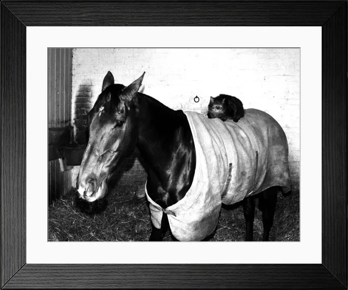 Framed Print : Cat called Josser sitting on back of horse racehorse Ocean King in stable circa Framed Print : Cat called Josser sitting on back of horse racehorse Ocean King in stable circa