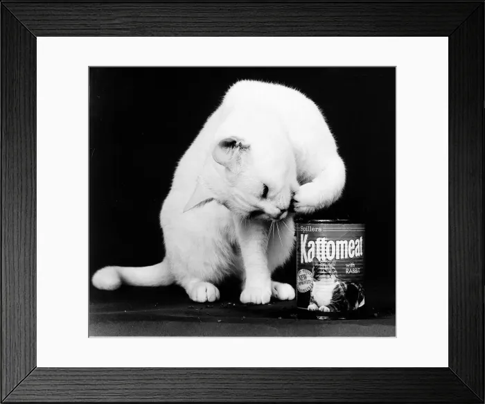 Framed Print : Arthur 2 the 2nd cat who appeared in a cat food advertisment on TV Framed Print : Arthur 2 the 2nd cat who appeared in a cat food advertisment on TV