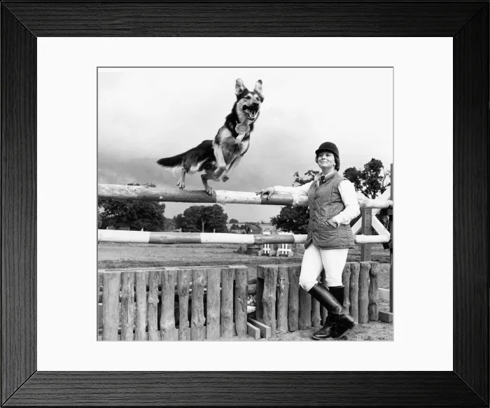 Framed Print : Jed the Alsatian Dog jumping over showjumping fence 1984