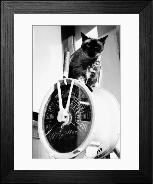 Framed Print : Cat Tao Tai 1975 Cat sitting on top of the ship Framed Print : Cat Tao Tai 1975 Cat sitting on top of the ship