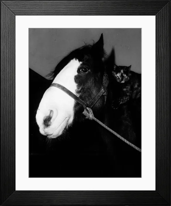 Framed Print : Horse with cat lying on his neck circa 1985 Framed Print : Horse with cat lying on his neck circa 1985