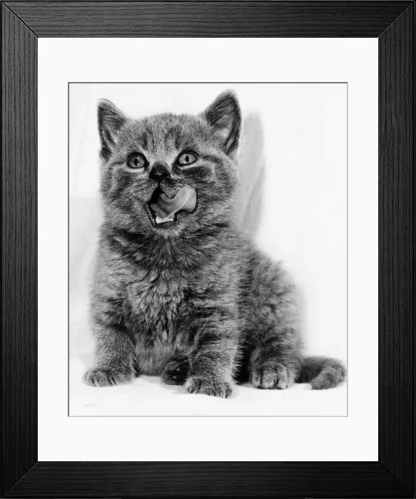 Framed Print : Rosie the Kitten licking her lips 1984 Framed Print : Rosie the Kitten licking her lips 1984