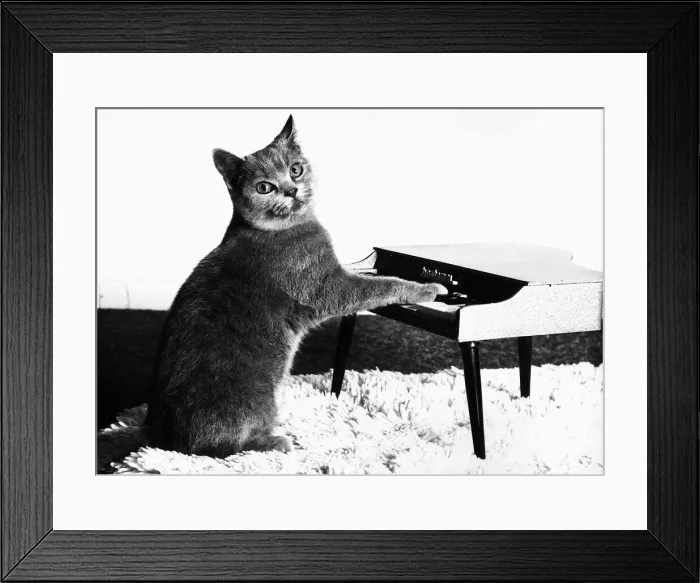Framed Print : Fred the Cat playing toy piano 1984 Framed Print : Fred the Cat playing toy piano 1984