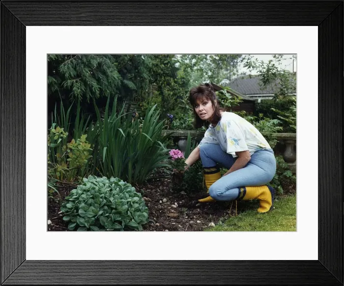 Framed Print : Vicki MIchelle in her garden pruning her flowers June 1988 Framed Print : Vicki MIchelle in her garden pruning her flowers June 1988