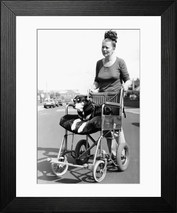 Framed Print : Sally the Dog On Wheelchair 1982 Framed Print : Sally the Dog On Wheelchair 1982
