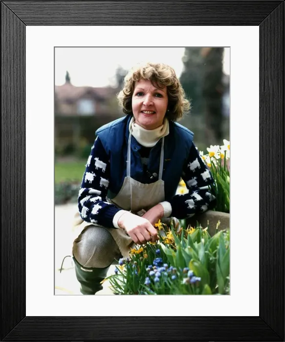 Framed Print : Penelope Keith actress who starred in To The Manor Born Framed Print : Penelope Keith actress who starred in To The Manor Born