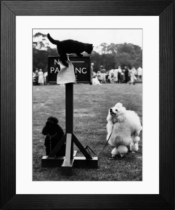 Framed Print : Cat kitten on top of No Parking sign poodle dogs tied by leads to sign dog show Southend Framed Print : Cat kitten on top of No Parking sign poodle dogs tied by leads to sign dog show Southend